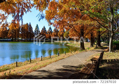 Saitama Prefecture Kawagoe City Kawagoe Water Park Metasequoia autumn leaves and pond 72197010