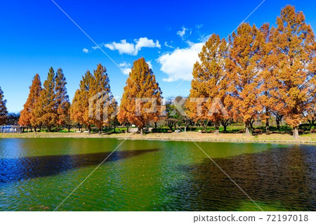 Saitama Prefecture Kawagoe City Kawagoe Water Park Metasequoia autumn leaves and pond Saitama Prefecture Kawagoe City Kawagoe Water Park Metasequoia autumn leaves and pond 72197018