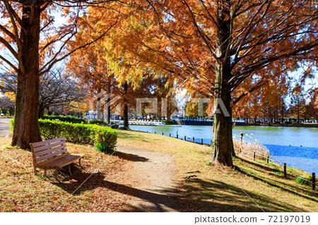 Saitama Prefecture Kawagoe City Kawagoe Water Park Metasequoia autumn leaves and pond 72197019