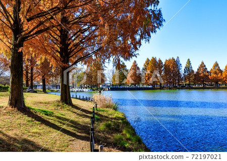 Saitama Prefecture Kawagoe City Kawagoe Water Park Metasequoia autumn leaves and pond Saitama Prefecture Kawagoe City Kawagoe Water Park Metasequoia autumn leaves and pond 72197021