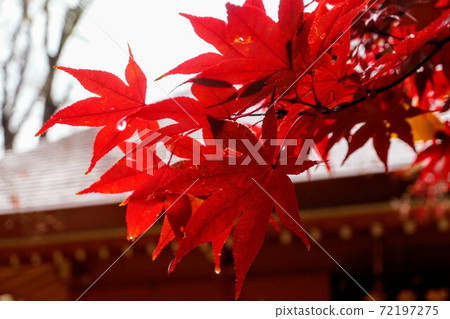 Up leaves of autumn leaves 72197275