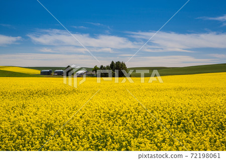 Blooming yellow Canola field and farmland with deep blue sky in summer, in Palouse, Washington, USA. Blooming yellow Canola field and farmland with deep blue sky in summer, in Palouse, Washington, USA. 72198061