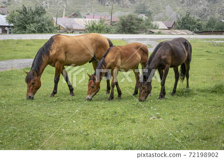 Three horses synchronously grazing in a meadow Three horses synchronously grazing in a meadow 72198902