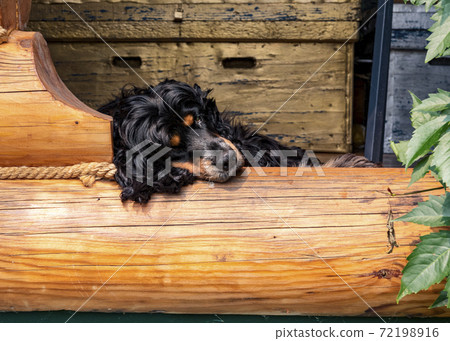 Resting dog put his head on a wooden log and carefully looks with one eye 72198916
