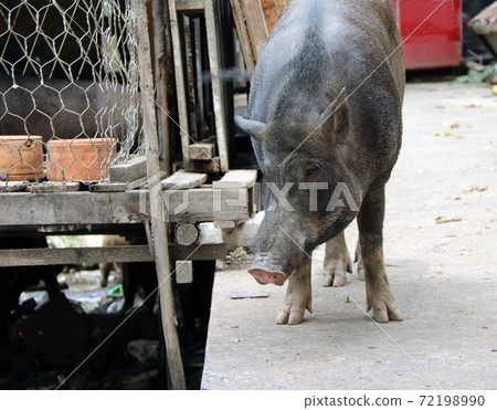 Black big pig stand on the floor. It is the boar bring a pet. 72198990