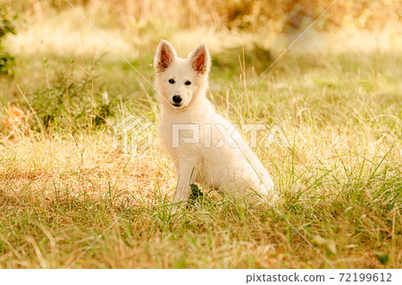 Swiss Shepherd Puppyin the grass Swiss Shepherd Puppyin the grass 72199612