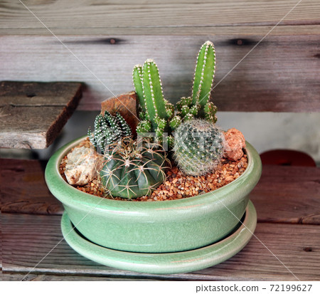 Variety of tiny cactus in a green pot on the wooden table. cactus is a succulent plant with a thick 72199627