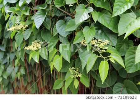 small yellow flower and green leaves with red and brown vine. the tree is climb along the fence. small yellow flower and green leaves with red and brown vine. the tree is climb along the fence. 72199628