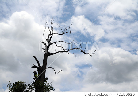 Beautiful shape of dried tree branches, silhouette style on blue sky with many white cloud. Beautiful shape of dried tree branches, silhouette style on blue sky with many white cloud. 72199629