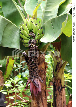 Red banana blossom sprouting from the end of a bunch of cultivated banana from the tree with leaf. 72199630