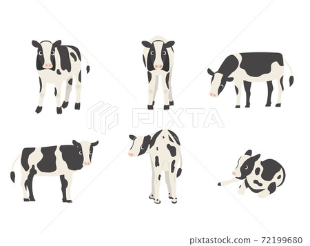Variation set for calf Holstein 72199680