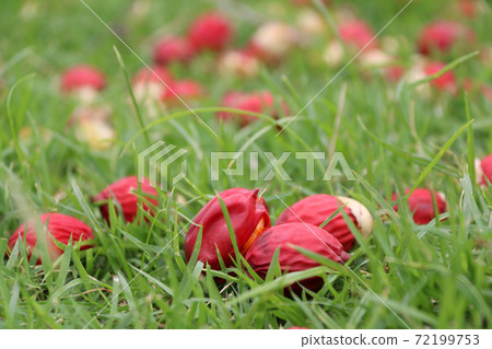 Red areca nut falling from the tree on the green grass floor. Red areca nut falling from the tree on the green grass floor. 72199753