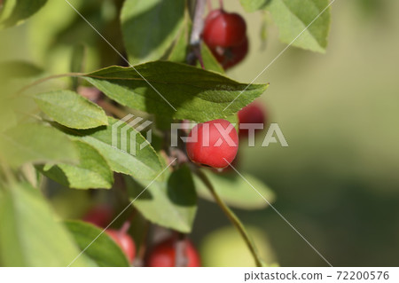 Crabapple Royal Beauty Crabapple Royal Beauty 72200576