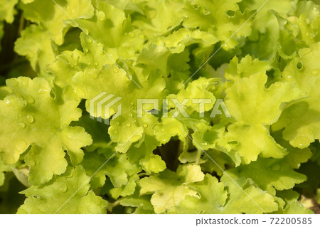 Coral Bells Lime Marmelade Coral Bells Lime Marmelade 72200585