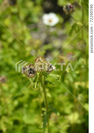 Flower-of-an-hour Flower-of-an-hour 72200590