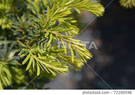 Golden English yew Summergold 72200596