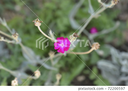 Rose campion 72200597