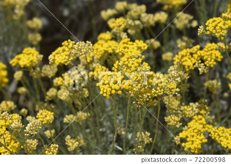 Italian everlasting flowers 72200598