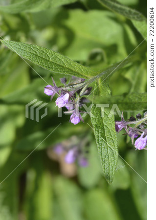 Common comfrey Common comfrey 72200604