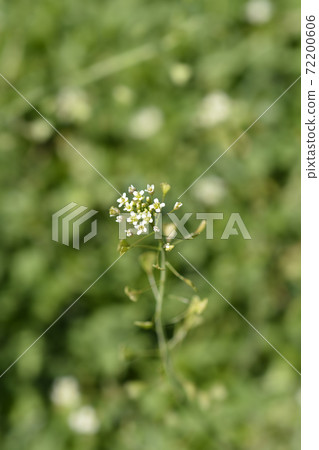 Shepherds purse 72200606