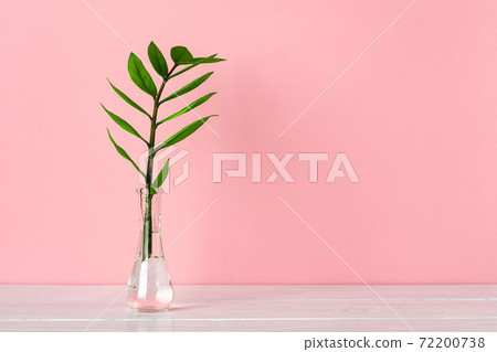 Fresh green stem of eternity Zuzu plant in a glass vase against pastel pink background. Fresh green stem of eternity Zuzu plant in a glass vase against pastel pink background. 72200738