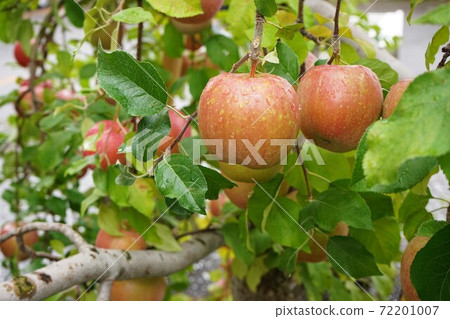 A bright red apple that is a tree, an apple orchard in Aomori Prefecture 72201007