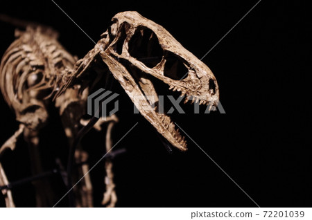 Velociraptor fossils on display at the museum's dinosaur corner 72201039