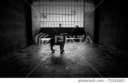 Dog in kennel 72201601