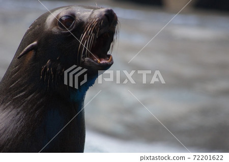 Aquarium fur seal 72201622