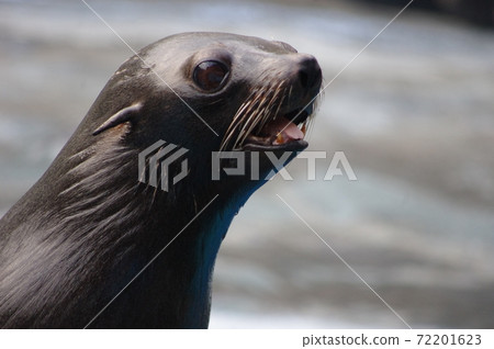 Aquarium fur seal Aquarium fur seal 72201623