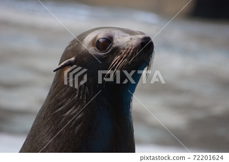 Aquarium fur seal 72201624