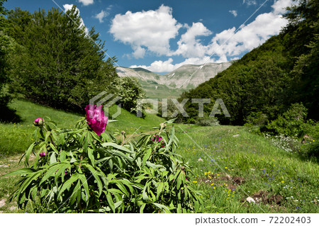 Peony of Castelluccio of Norcia Peony of Castelluccio of Norcia 72202403