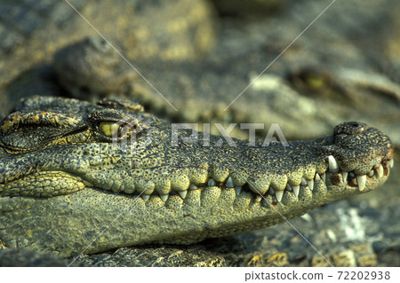 CAMBODIA SIEM REAP CROCODILE FARM CAMBODIA SIEM REAP CROCODILE FARM 72202938