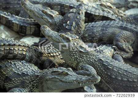 CAMBODIA SIEM REAP CROCODILE FARM CAMBODIA SIEM REAP CROCODILE FARM 72202939