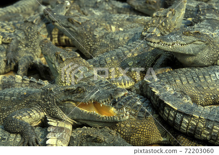 CAMBODIA SIEM REAP CROCODILE FARM CAMBODIA SIEM REAP CROCODILE FARM 72203060