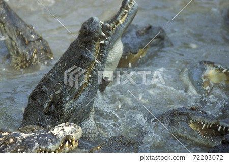 CAMBODIA SIEM REAP CROCODILE FARM CAMBODIA SIEM REAP CROCODILE FARM 72203072