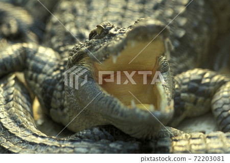 CAMBODIA SIEM REAP CROCODILE FARM CAMBODIA SIEM REAP CROCODILE FARM 72203081