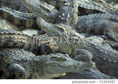 CAMBODIA SIEM REAP CROCODILE FARM CAMBODIA SIEM REAP CROCODILE FARM 72203087