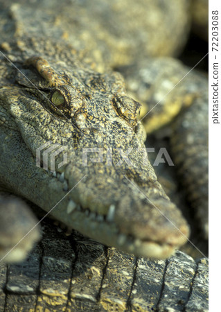CAMBODIA SIEM REAP CROCODILE FARM CAMBODIA SIEM REAP CROCODILE FARM 72203088