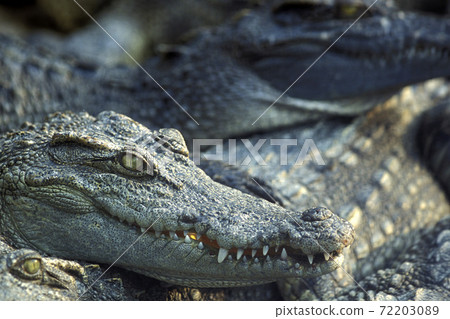 CAMBODIA SIEM REAP CROCODILE FARM CAMBODIA SIEM REAP CROCODILE FARM 72203089