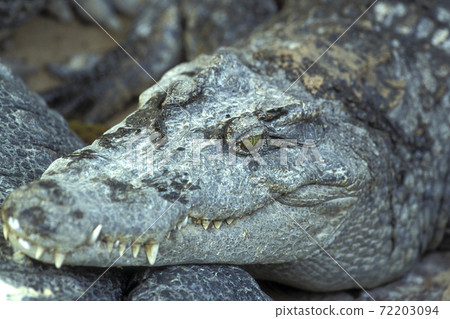 CAMBODIA SIEM REAP CROCODILE FARM 72203094