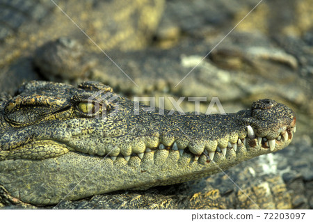 CAMBODIA SIEM REAP CROCODILE FARM CAMBODIA SIEM REAP CROCODILE FARM 72203097