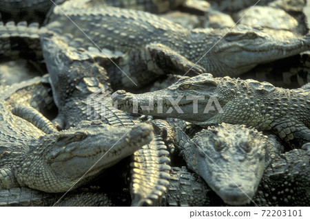 CAMBODIA SIEM REAP CROCODILE FARM CAMBODIA SIEM REAP CROCODILE FARM 72203101