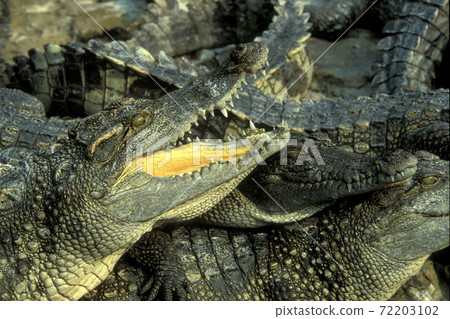 CAMBODIA SIEM REAP CROCODILE FARM CAMBODIA SIEM REAP CROCODILE FARM 72203102