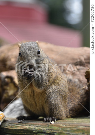 Thai one squirrel eating sunflower seeds 2 72203786