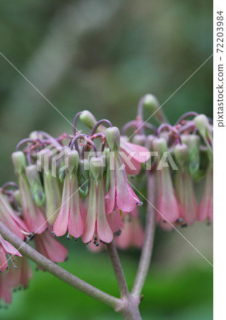 Devil's backbone flower - Stock Photo 