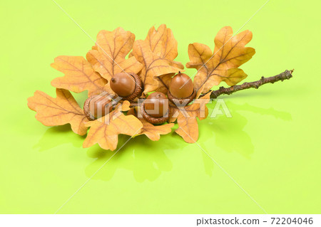 Acorn of an oak tree on light green background Acorn of an oak tree on light green background 72204046