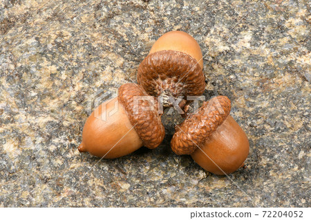 Acorn of an oak tree isolated on rock Acorn of an oak tree isolated on rock 72204052