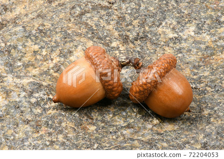 Acorn of an oak tree isolated on rock Acorn of an oak tree isolated on rock 72204053