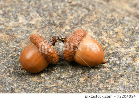 Acorn of an oak tree isolated on rock Acorn of an oak tree isolated on rock 72204054